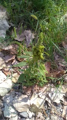 Amaranthus retroflexus