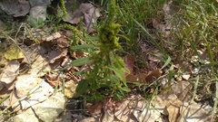 Amaranthus retroflexus