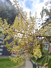 Oreopanax bogotensis