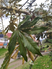 Oreopanax bogotensis