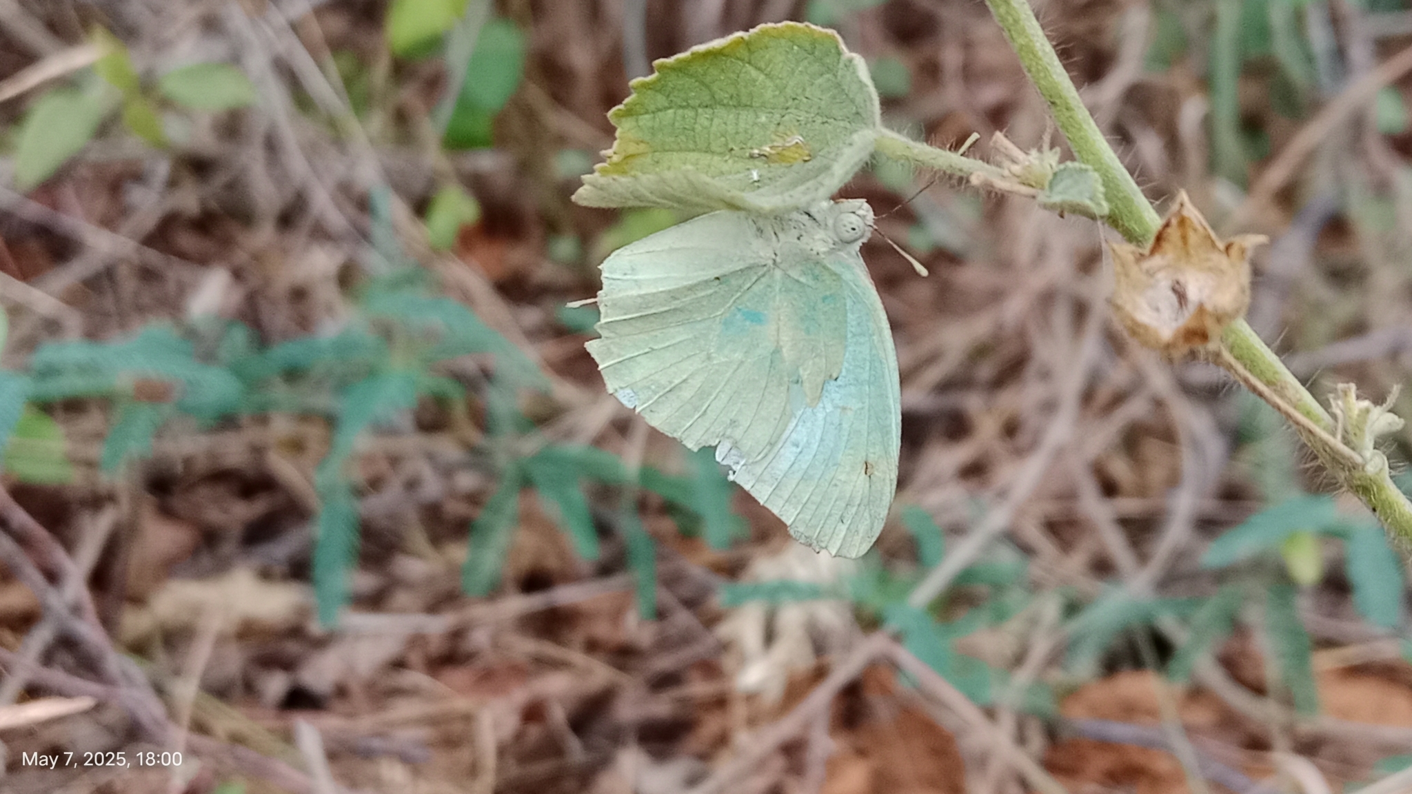 Mottled Emigrant