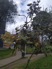 Oreopanax bogotensis