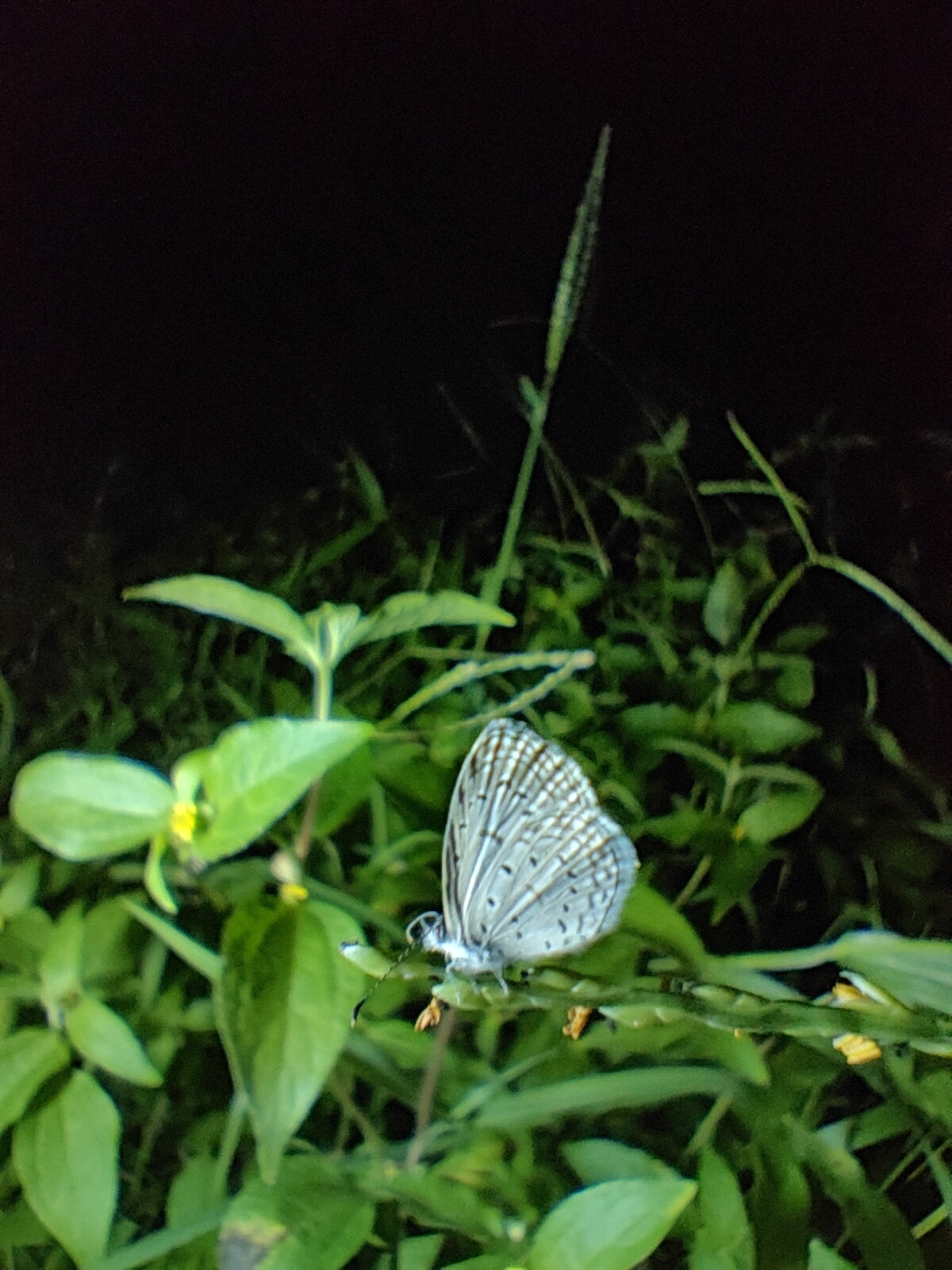 Tiny Grass Blue