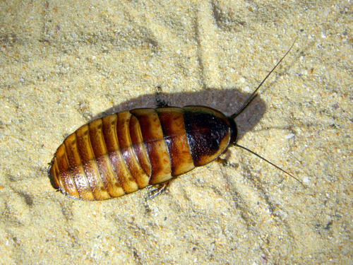 Dwarf Hisser