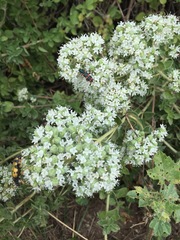 Origanum onites