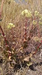 Hylotelephium caucasicum