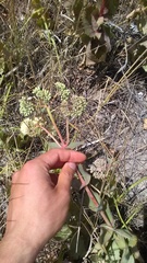 Hylotelephium caucasicum