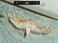 Parapoynx diminutalis