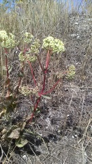 Hylotelephium caucasicum