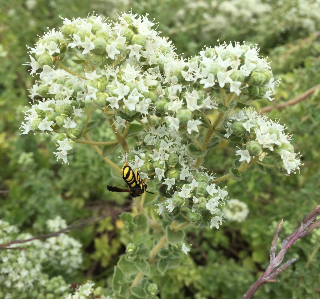 Origanum onites — a medium houseplant, prefers full sun light