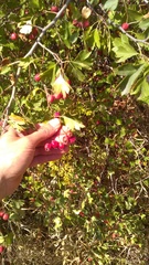 Crataegus dipyrena