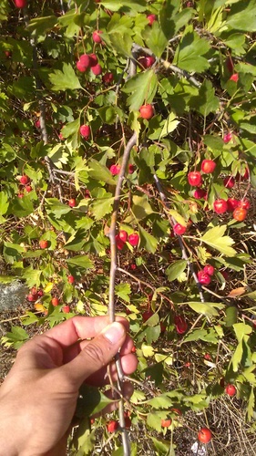 Crataegus × rubrinervis, photograph 1