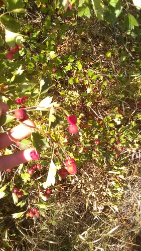 Crataegus × rubrinervis, photograph 3