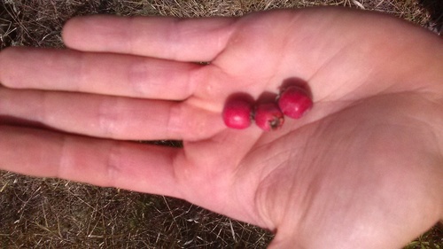 Crataegus × rubrinervis, photograph 4