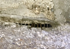 Sphaerodactylus torrei