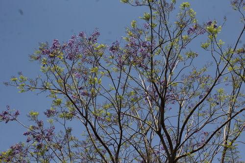 Jacaranda mimosifolia - Whole tree