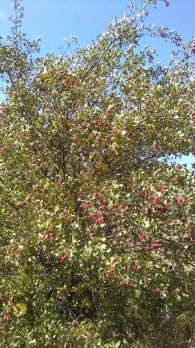 Crataegus × rubrinervis, photograph 6
