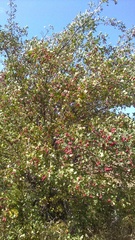 Crataegus dipyrena