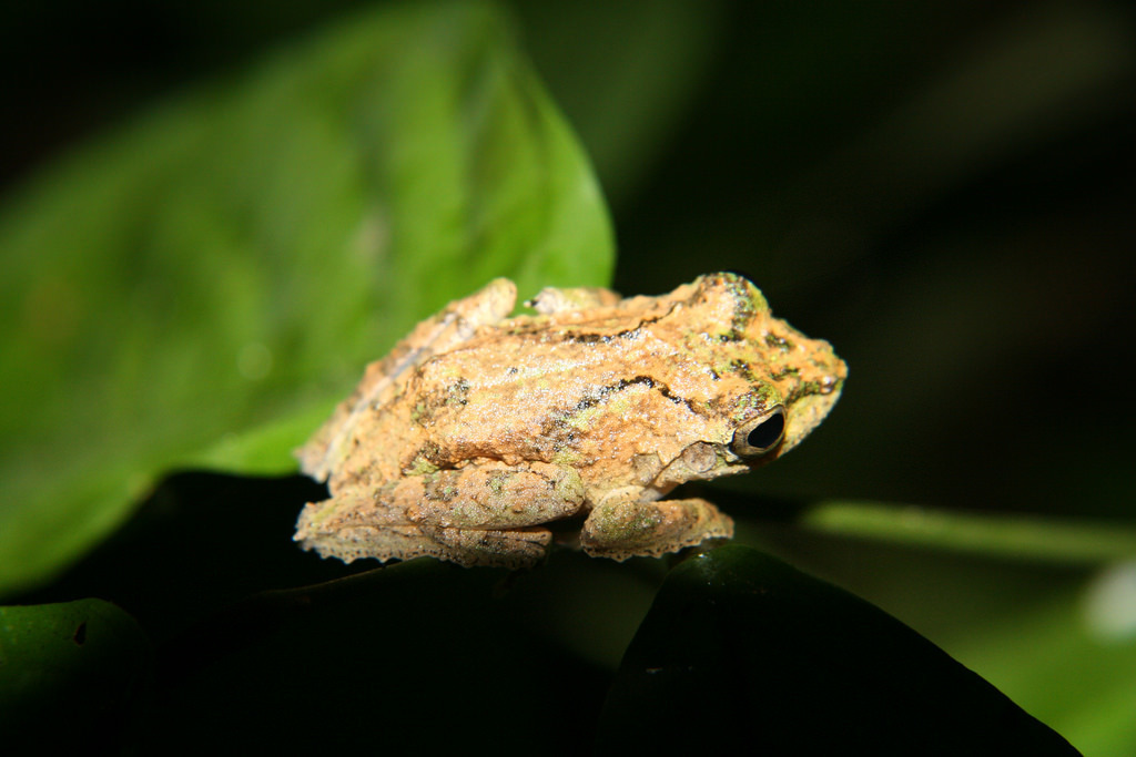 Gunung Mulu Bubble-Nest Frog