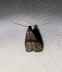 Hypenodes franclemonti