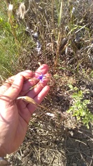 Delphinium consolida