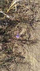 Delphinium consolida