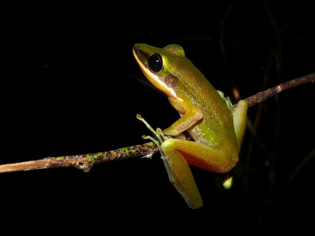Bornean Copper-cheeked Frog