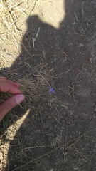 Delphinium consolida