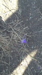 Delphinium consolida