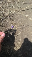 Delphinium consolida