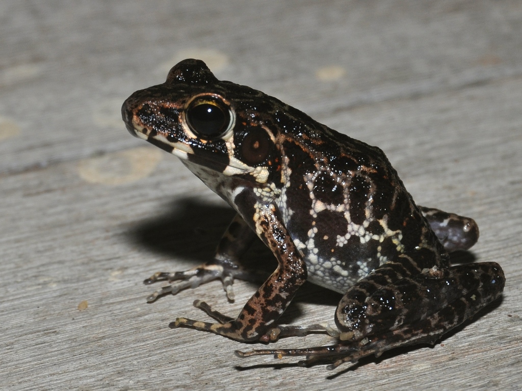 Brown Marsh Frog