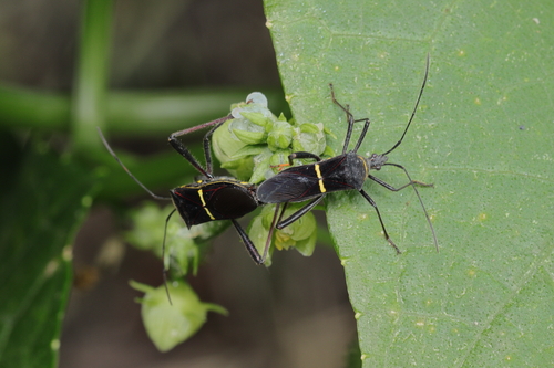 Phthia lunata