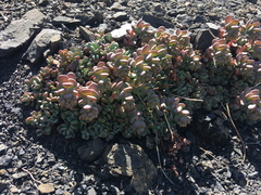 Sedum flavidum