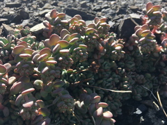 Sedum flavidum