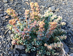Sedum flavidum