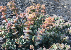 Sedum flavidum