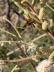 Polistes comanchus navajoe