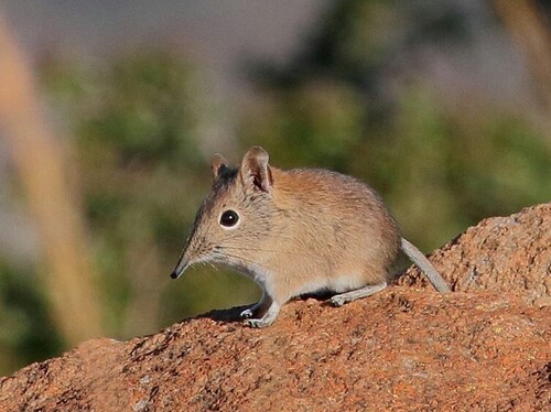 Short-snouted Sengi
