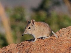 Short-Snouted Elephant Shrew photo 3