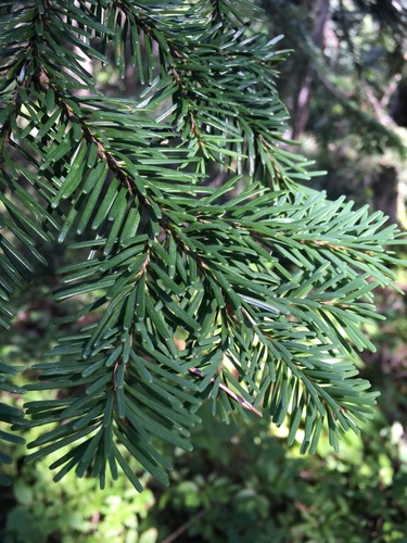 Pacific silver fir (Abies amabilis)