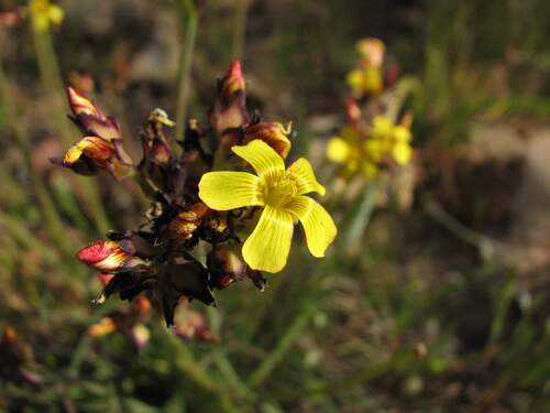 Oxalis tortuosa (Oxalis tortuosa)
