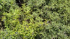 Rhamnus erythroxyloides