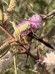 Polistes comanchus navajoe
