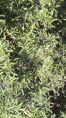 Rhamnus erythroxyloides