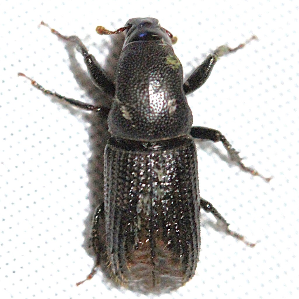 Coptonotus