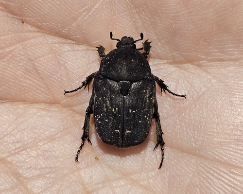 Speckled Rose Chafer, Garrigues, Nîmes, France, photo 8 of 10