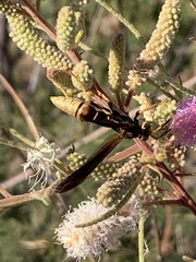 Polistes comanchus navajoe