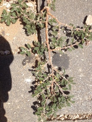 Tribulus terrestris