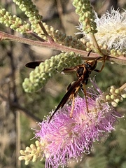 Polistes comanchus navajoe