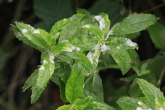 Podosphaera epilobii